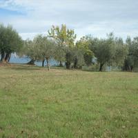Terreno con oliveto