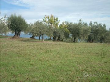 Terreno con oliveto