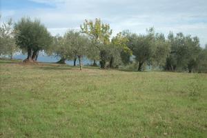 Terreno con oliveto
