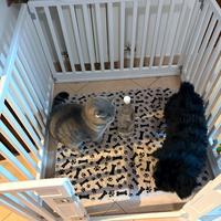 Recinto per cuccioli