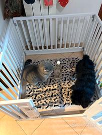 Recinto per cuccioli