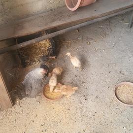 ?galline