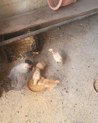 ?galline