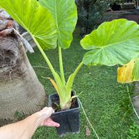 Pianta Alocasia Macrorrhiza (Orecchie di Elefante)