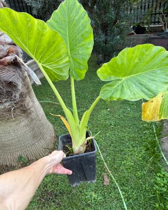 Pianta Alocasia Macrorrhiza (Orecchie di Elefante)