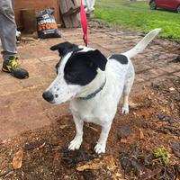 Jack rassel di 2 anni