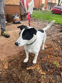 Jack rassel di 2 anni