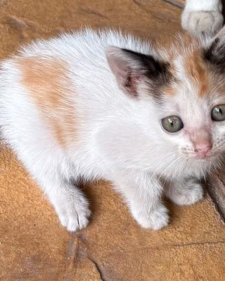 Gattini di 2 mesi