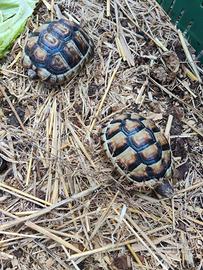 testudo marginata eterozigote