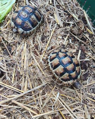 testudo marginata eterozigote