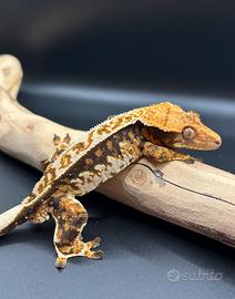 Geco ciliatus