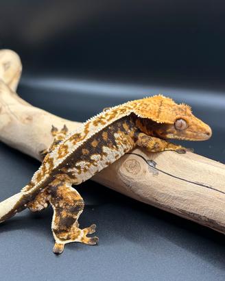 Geco ciliatus