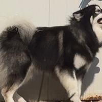 Alaskan Malamute disponibile per monta