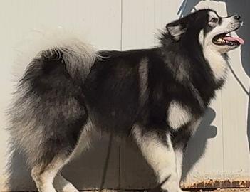 Alaskan Malamute disponibile per monta