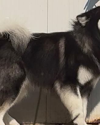 Alaskan Malamute disponibile per monta