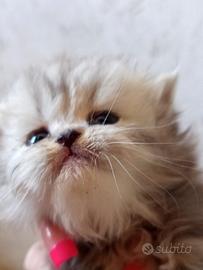Gatti- cuccioli-gattini-persiani