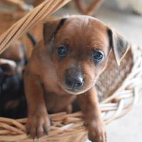 Cuccioli di Pinscher