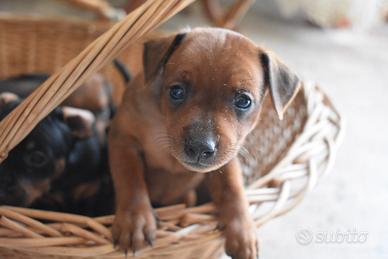 Cuccioli di Pinscher