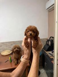 Barboncino mini toy