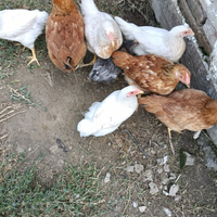 Polli, galli, galline
