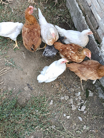 Polli, galli, galline