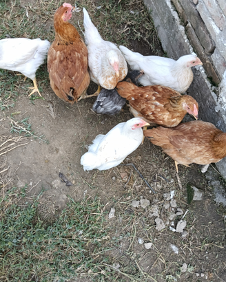 Polli, galli, galline