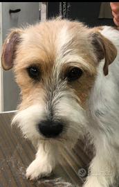 Cucciolo di Jack Russell