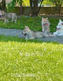 Cuccioli Cane Lupo Cecoslovacco