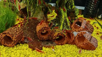 Neocaridina davidi Bloody Mary