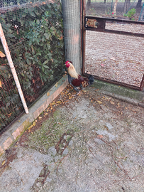 Gallo razza araucana