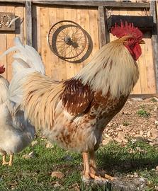 Gallo