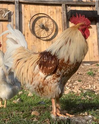 Gallo