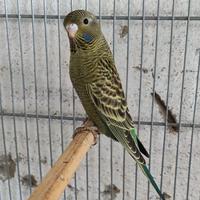 Cocorite faccia nera(black face)