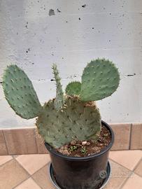 pinata grassa già radicata 