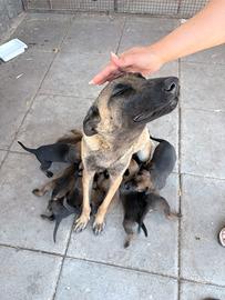 Cuccioli pastore belga malinois