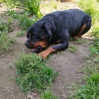Rottweiler per monta