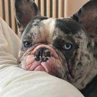 Bulldog francese MERLE maschio per monta