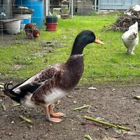 Anatra Arlecchino del Galles