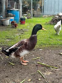 Anatra Arlecchino del Galles