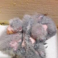 Pulli kakariki da imbecco