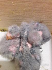 Pulli kakariki da imbecco