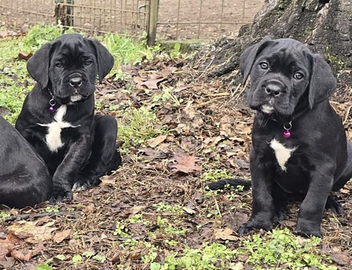 Cucciola Cane Corso