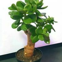 Crassula Ovata Albero Bonsai grassa succulenta