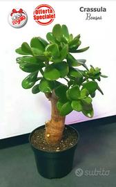 Crassula Ovata Albero Bonsai grassa succulenta