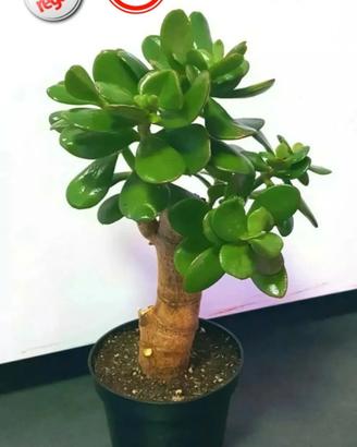 Crassula Ovata Albero Bonsai grassa succulenta