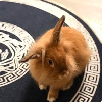 Coniglio nano testa di leone