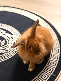 Coniglio nano testa di leone