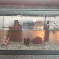 Acquario completo con pesce rosso