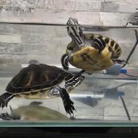 Tartaruga d acqua con acquario