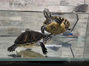 Tartaruga d acqua con acquario